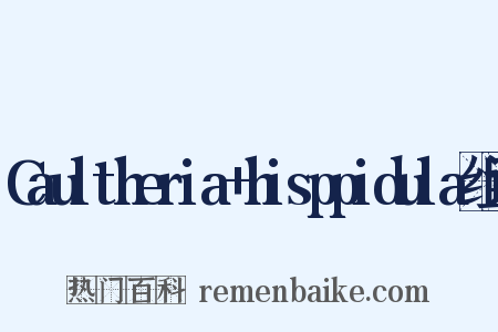 Caultheria+hisppidula组词是什么意思的图片